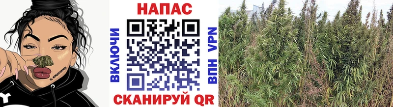 МАРИХУАНА MAZAR Михайлов